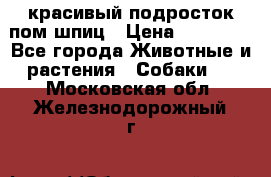 красивый подросток пом шпиц › Цена ­ 30 000 - Все города Животные и растения » Собаки   . Московская обл.,Железнодорожный г.